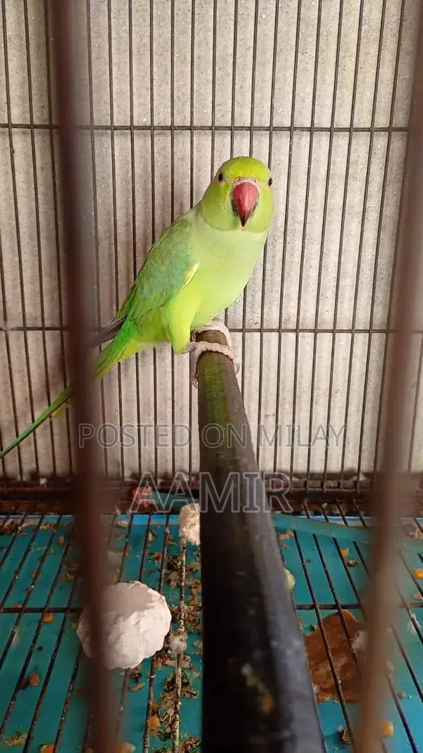 Urgent Sale Item Available Now