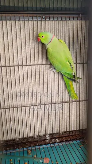 Urgent Sale Item Available Now