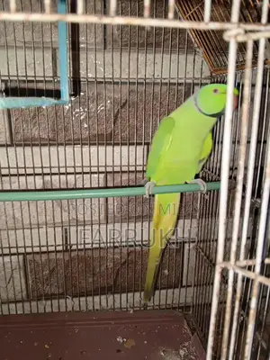 Photo - Green Ringneck Parrot - Talking Companion Bird