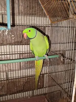 Green Ringneck Parrot - Talking Companion Bird