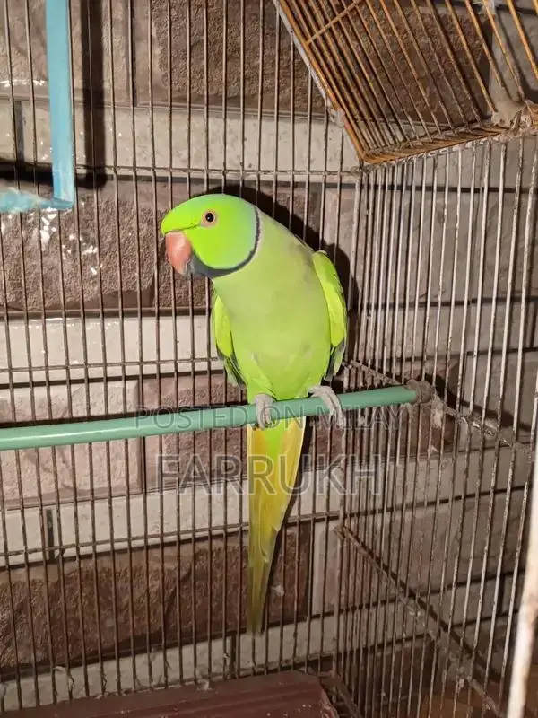 Green Ringneck Parrot - Talking Companion Bird