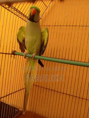 Green Ringneck Parrot - Talking Companion Bird