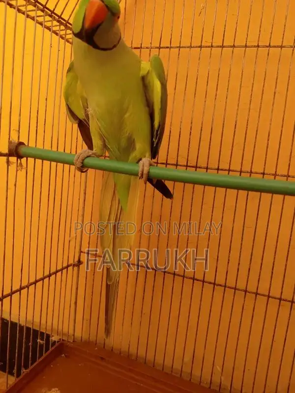 Green Ringneck Parrot - Talking Companion Bird