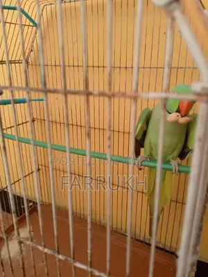 Green Ringneck Parrot - Talking Companion Bird