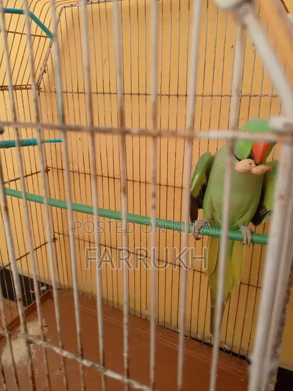 Green Ringneck Parrot - Talking Companion Bird