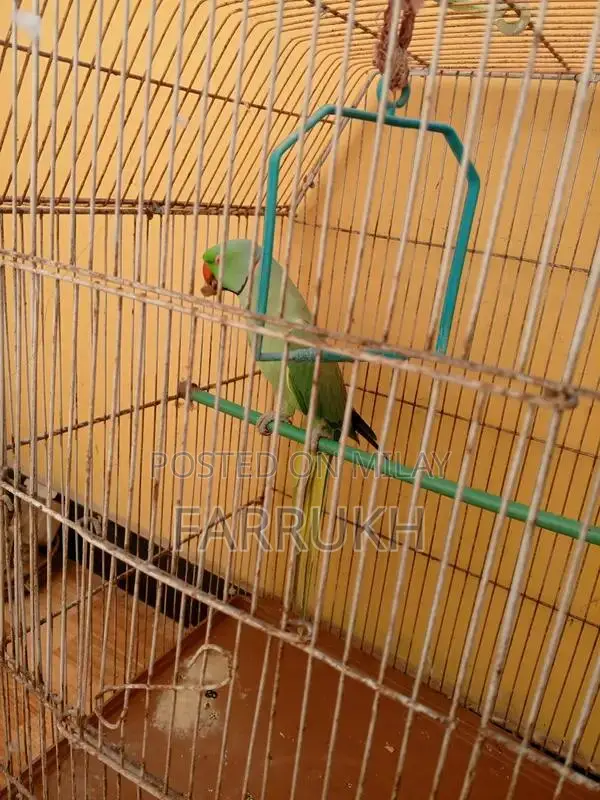 Green Ringneck Parrot - Talking Companion Bird