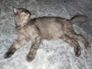 Photo - Family-Friendly Cat Companion for Households with Children