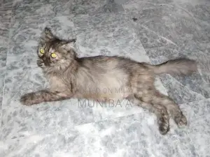 Family-Friendly Cat Companion for Households with Children