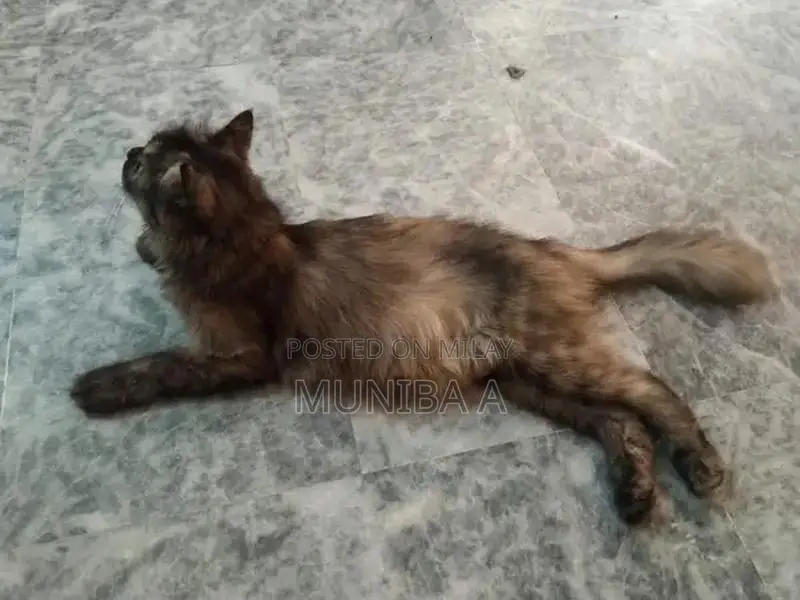 Family-Friendly Cat Companion for Households with Children