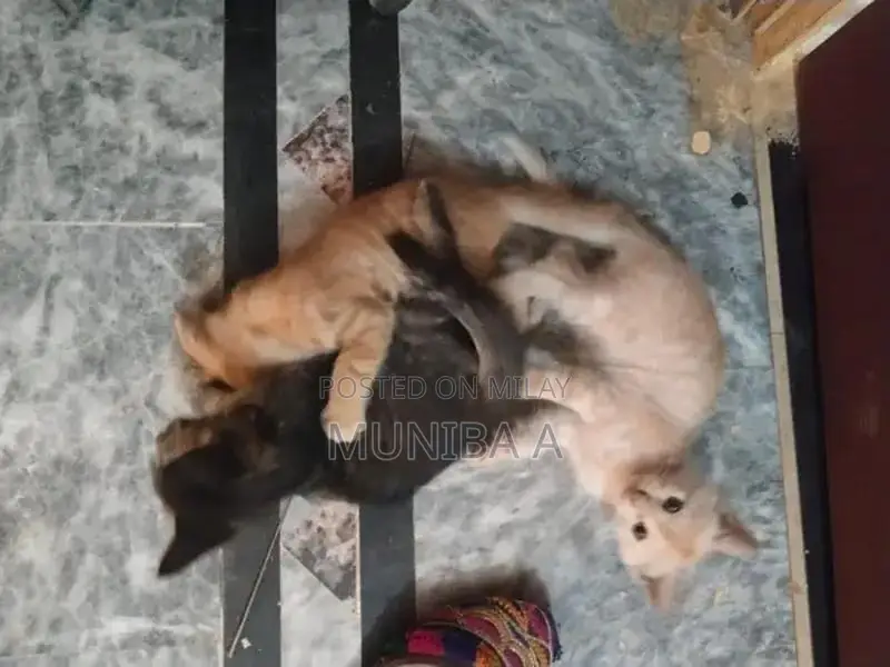 Family-Friendly Cat Companion for Households with Children