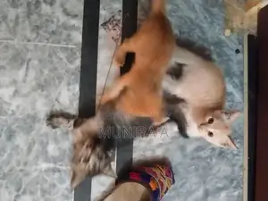 Family-Friendly Cat Companion for Households with Children