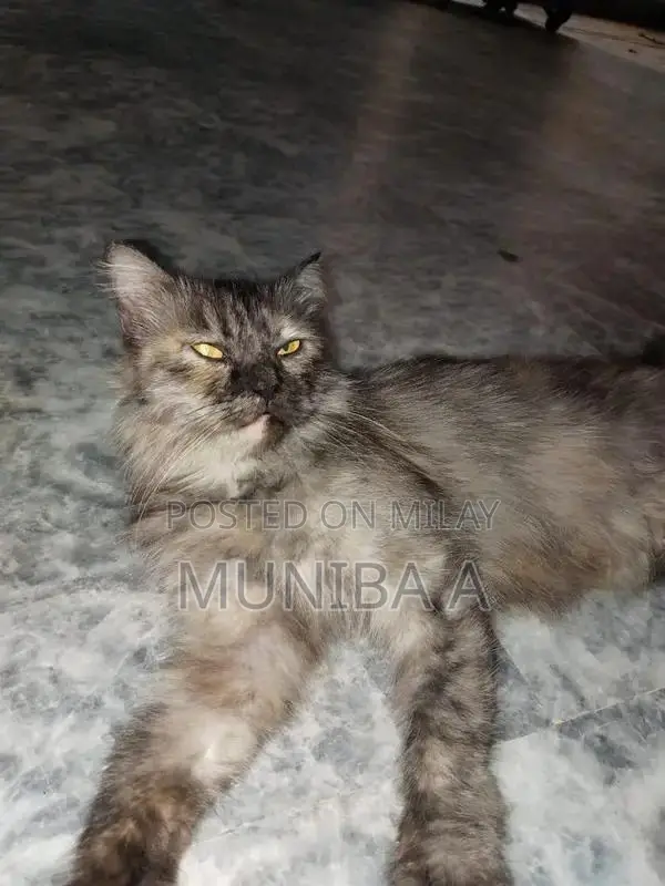 Family-Friendly Cat Companion for Households with Children