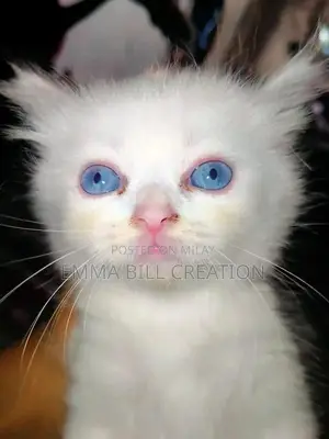 Photo - White Persian Cat with Blue Eyes, Double Coat Long Hair Breed