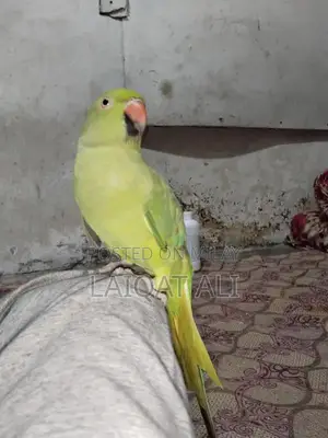 Photo - Talking Parrot Pet - Exotic Bird Companion