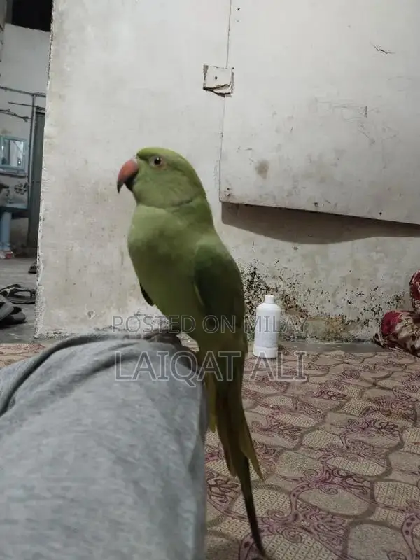 Talking Parrot Pet - Exotic Bird Companion