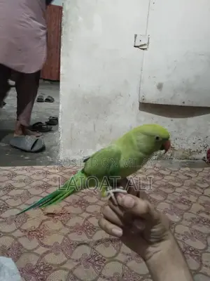 Talking Parrot Pet - Exotic Bird Companion