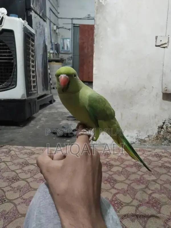 Talking Parrot Pet - Exotic Bird Companion