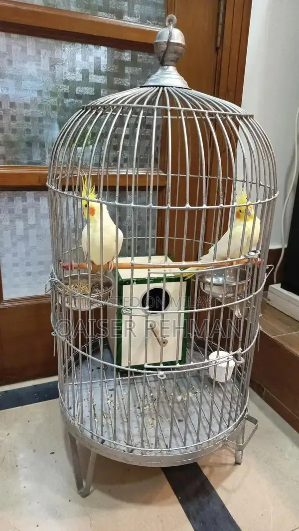Cockatiel Bird Pair with Classic English Style Cage