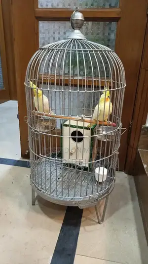 Cockatiel Bird Pair with Classic English Style Cage