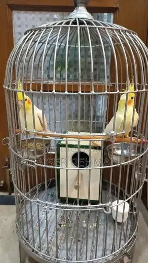 Cockatiel Bird Pair with Classic English Style Cage