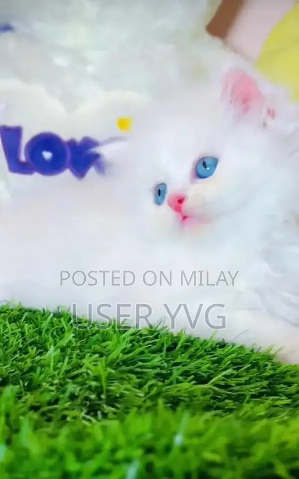 Persian Cat: Vaccinated Long-Coated British Pedigree