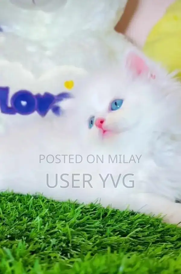 Persian Cat: Vaccinated Long-Coated British Pedigree