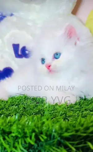 Persian Cat: Vaccinated Long-Coated British Pedigree