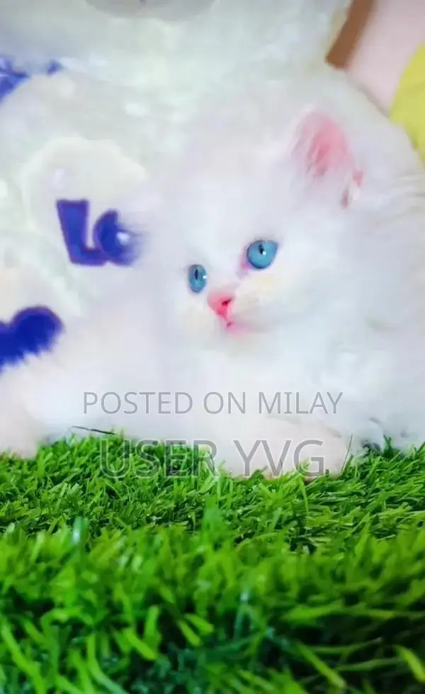 Persian Cat: Vaccinated Long-Coated British Pedigree