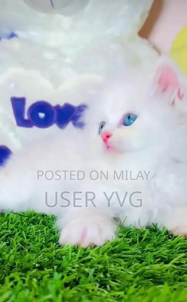 Persian Cat: Vaccinated Long-Coated British Pedigree