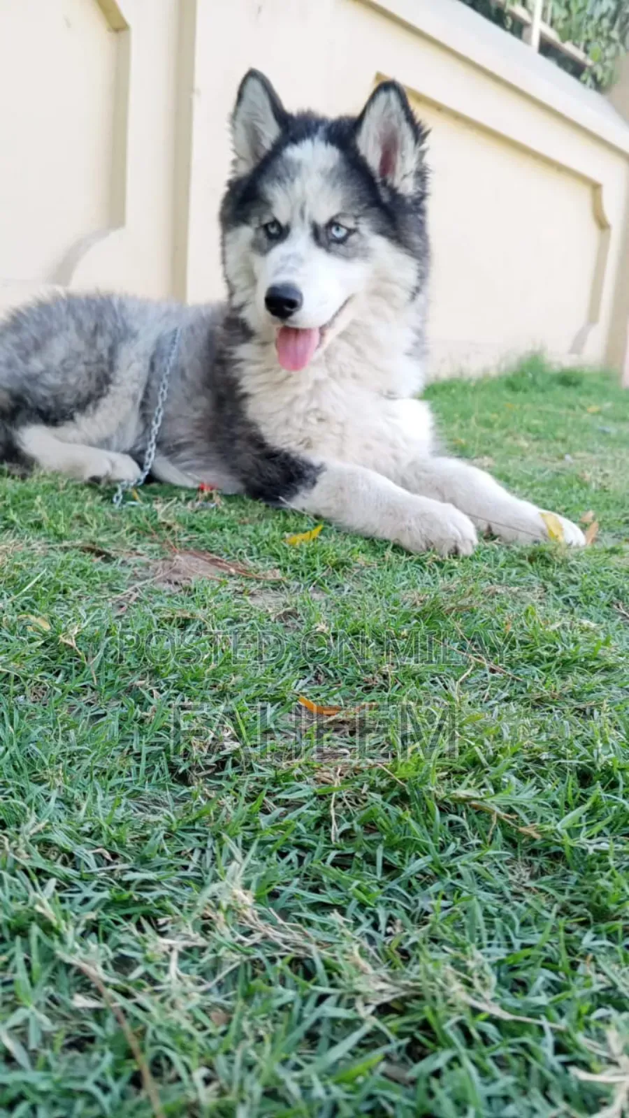 1-3 months Male Purebred Siberian Husky