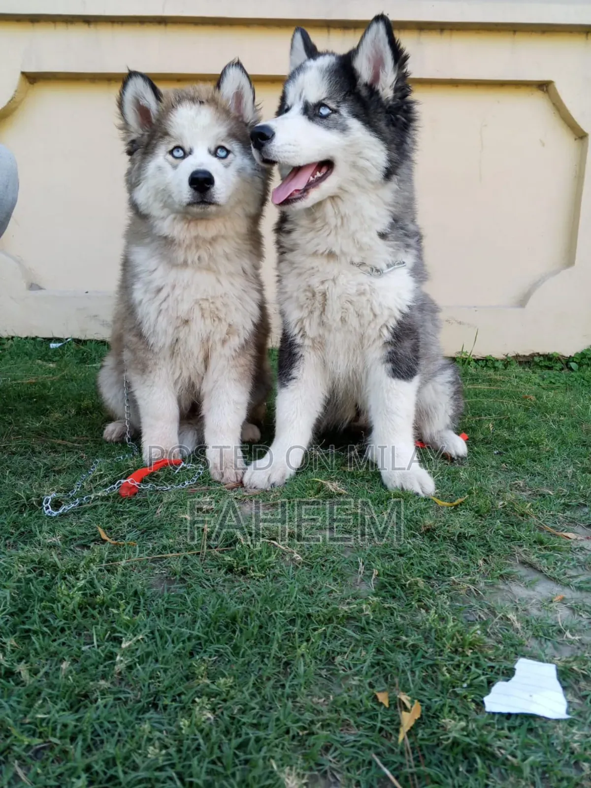 1-3 months Male Purebred Siberian Husky