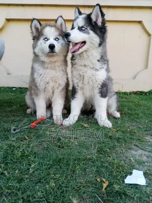 1-3 months Male Purebred Siberian Husky