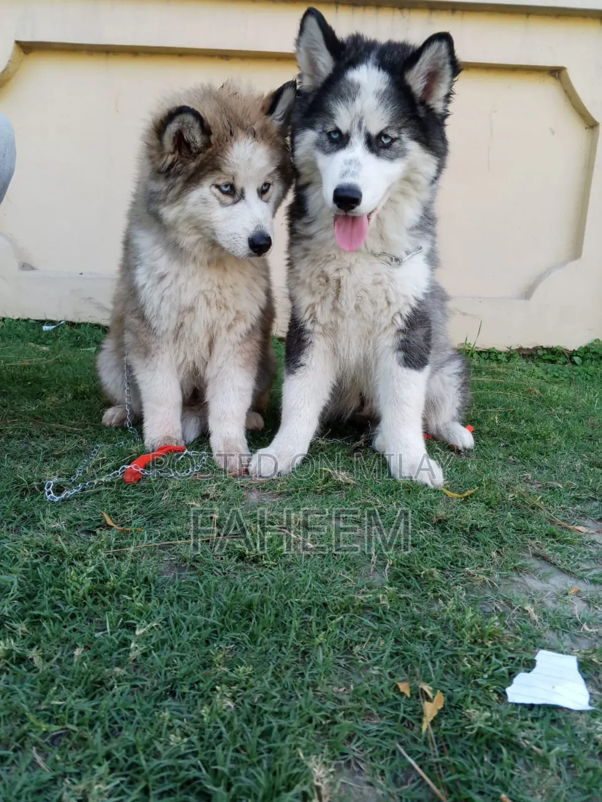 1-3 months Male Purebred Siberian Husky