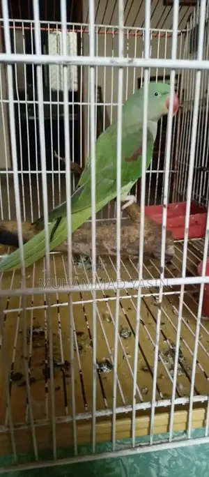 Trained Young Parrot with Imported Bloodline