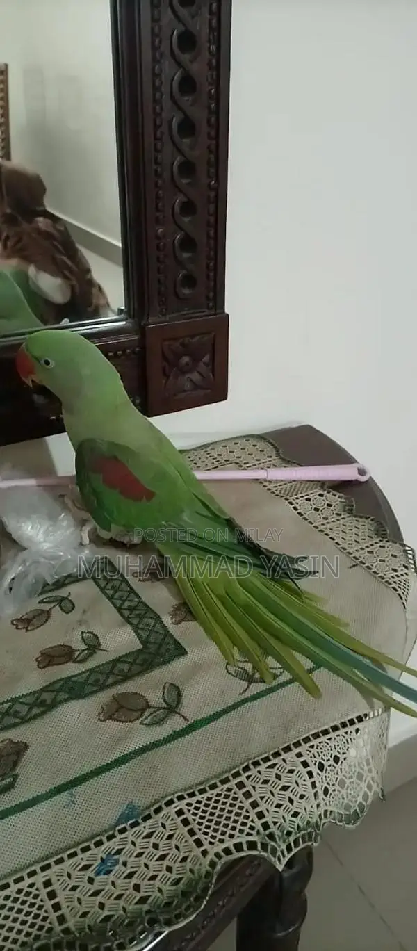Trained Young Parrot with Imported Bloodline
