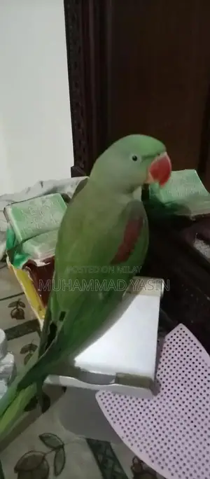 Trained Young Parrot with Imported Bloodline