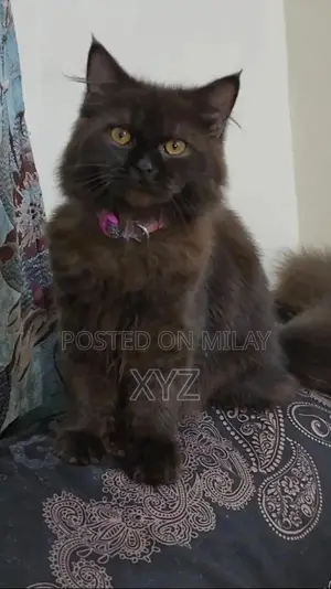 Photo - Black Persian Kitten - Playful 3-Month-Old Triple Coated Feline