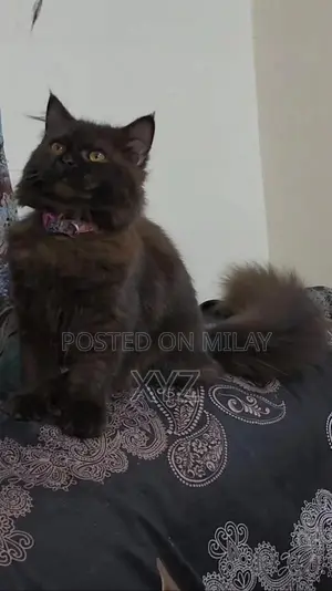 Black Persian Kitten - Playful 3-Month-Old Triple Coated Feline