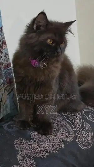 Black Persian Kitten - Playful 3-Month-Old Triple Coated Feline