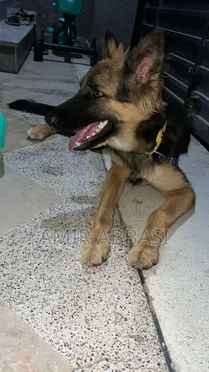 Photo - German Shepherd Female Dog - Young Triple Coat Purebred