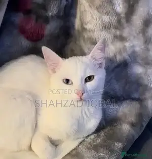 Photo - White Female Cat: 2-Year-Old Blue/Yellow Eyed Companion