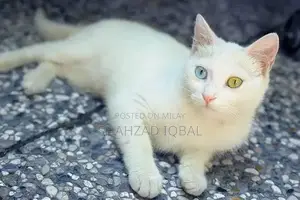White Female Cat: 2-Year-Old Blue/Yellow Eyed Companion