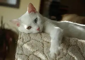 White Female Cat: 2-Year-Old Blue/Yellow Eyed Companion