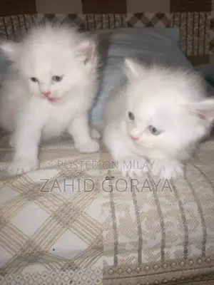 Photo - White Persian Kittens - Triple Coat, Blue Eyes, Female