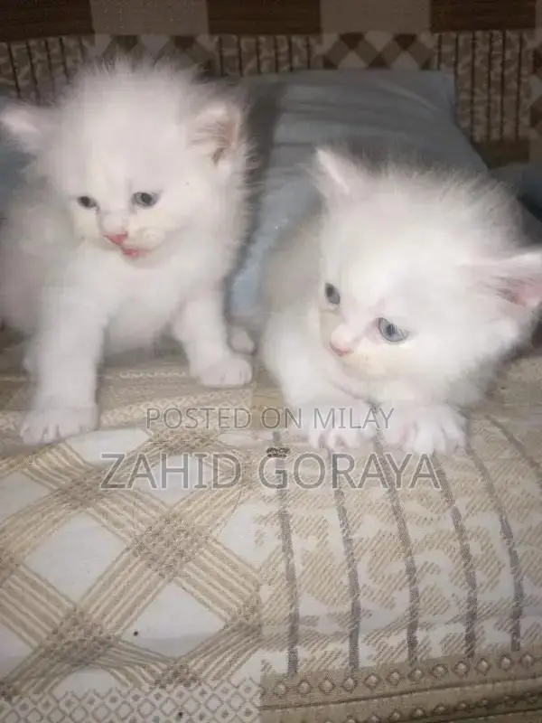 White Persian Kittens - Triple Coat, Blue Eyes, Female