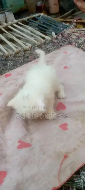 White Persian Kittens - Triple Coat, Blue Eyes, Female