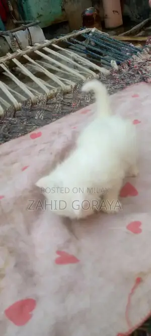 White Persian Kittens - Triple Coat, Blue Eyes, Female