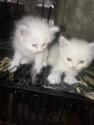 White Persian Kittens - Triple Coat, Blue Eyes, Female