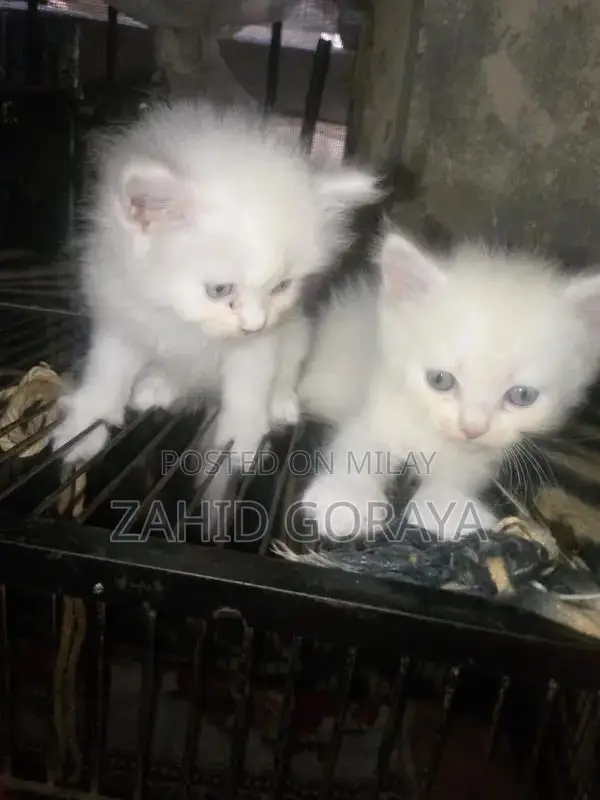 White Persian Kittens - Triple Coat, Blue Eyes, Female