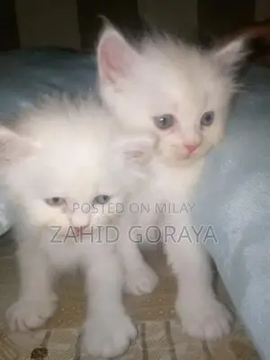 White Persian Kittens - Triple Coat, Blue Eyes, Female